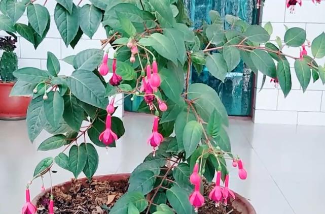 想要倒挂*钟金**不招飞虫？不用农药和烟头水，只要用它就可以搞定