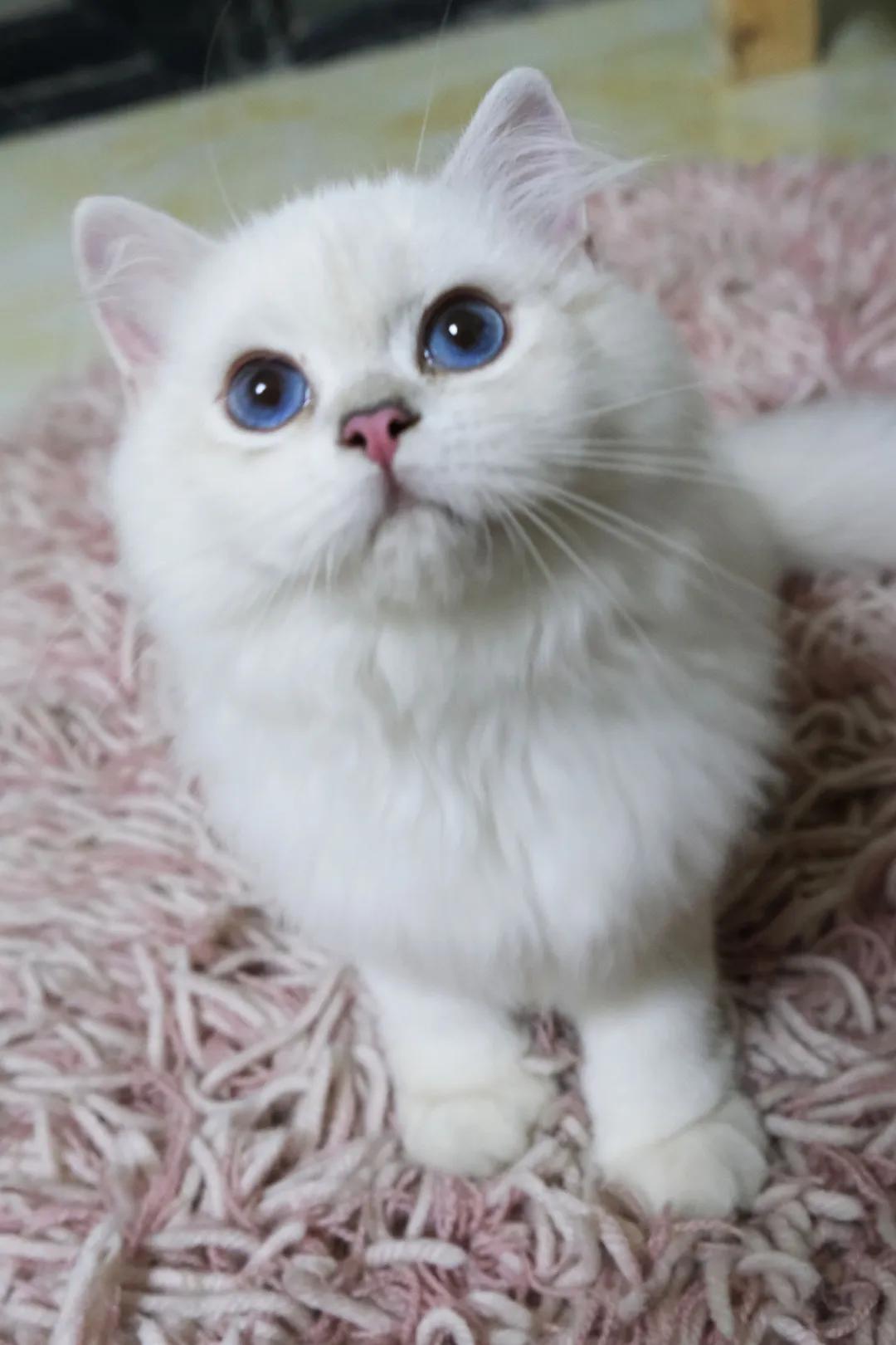 定期帮猫咪去浮毛很重要,定期给猫驱虫还会有跳蚤吗