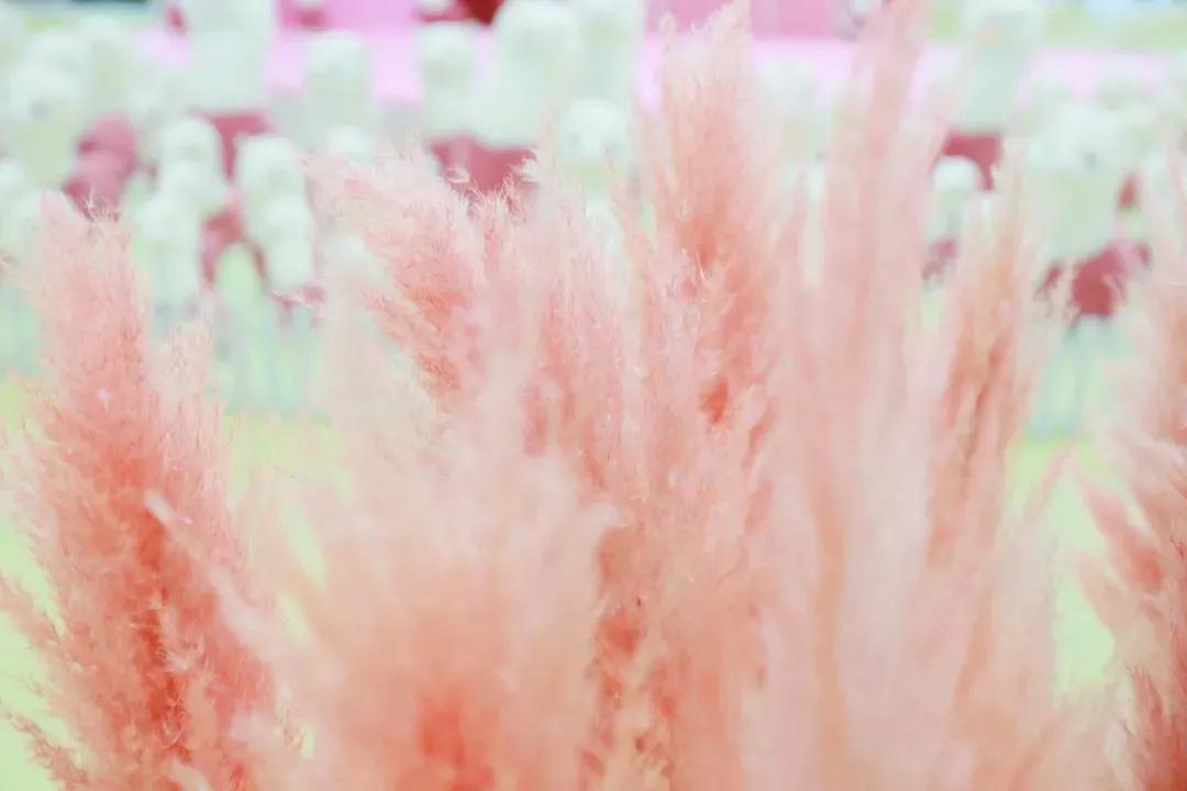 少女心爆炸,千只萌驼空降大坂田,领10000份羊驼潮趣礼品