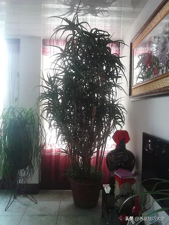 长寿花很多枝头怎么修剪变成老桩,长寿花2年了枝干长成老桩了