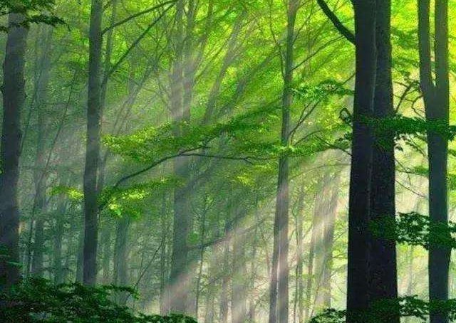 庄子嗜欲深者天机浅也,嗜欲深者天机浅在庄子第几章