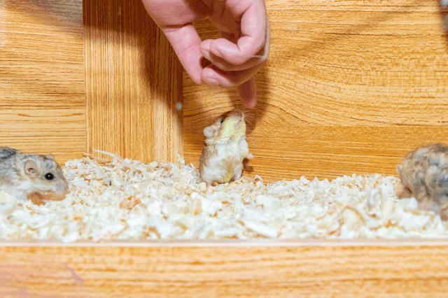 19.9包邮毛绒羊驼,羊驼9.9元秒杀直播