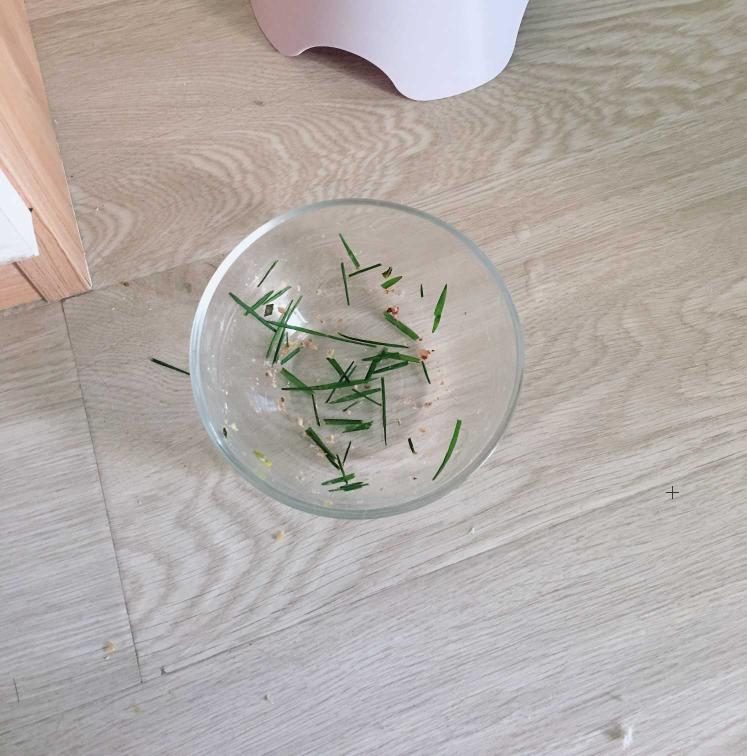 猫不吃猫草应该怎么办,猫不吃猫草怎么办