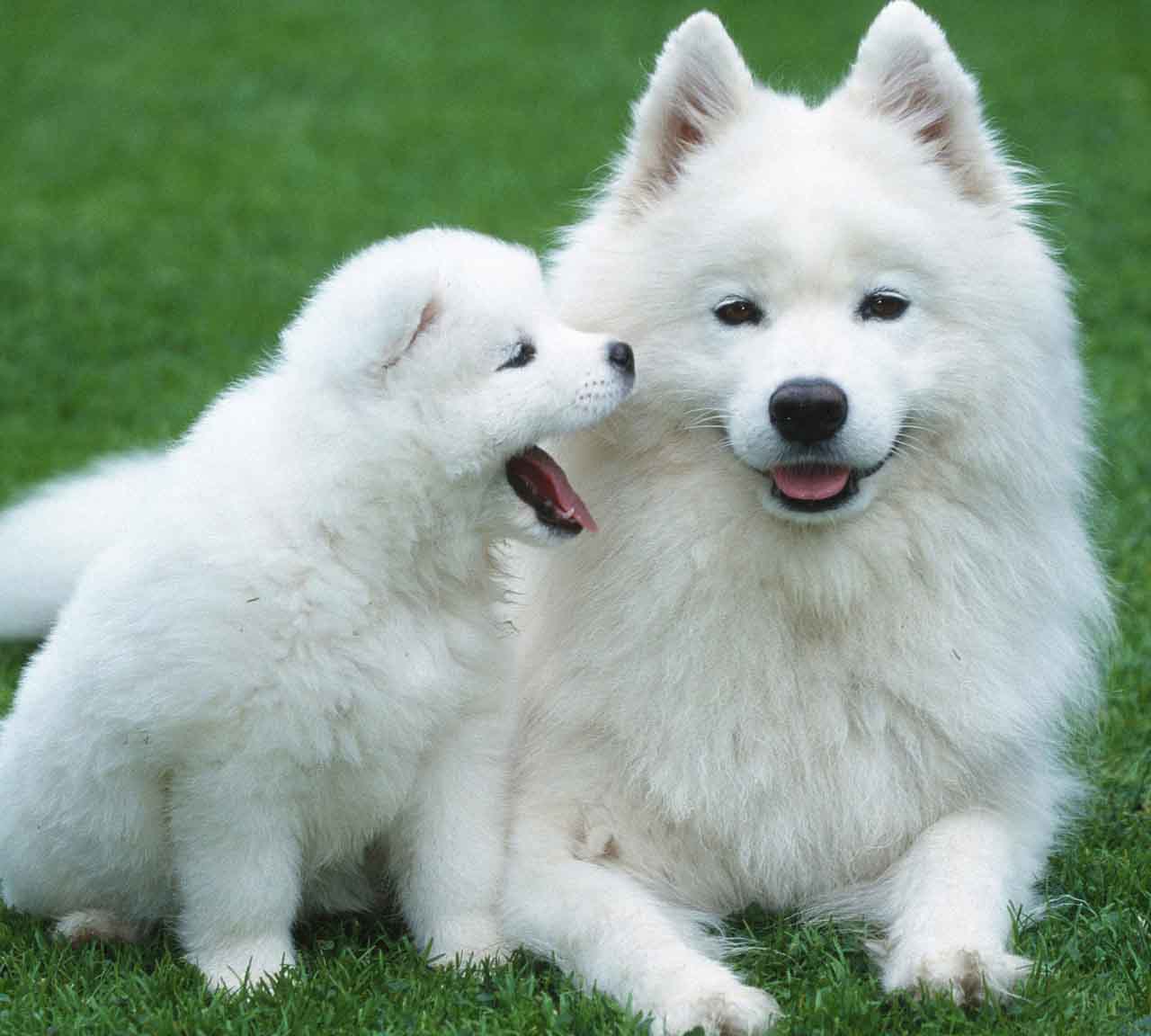 萨摩耶身体长癣,萨摩耶体内有虫什么症状