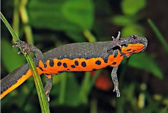 龟类的进化过程图片,龟鳖目动物外形特征