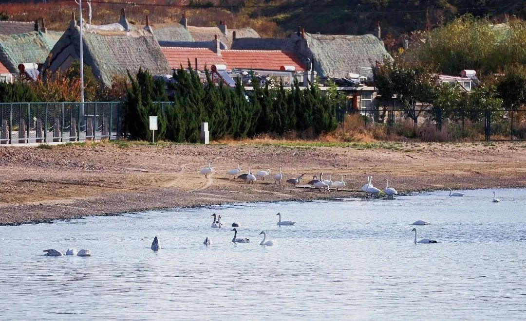 冬季山东旅行经典路线组合,秋冬山东省内旅游