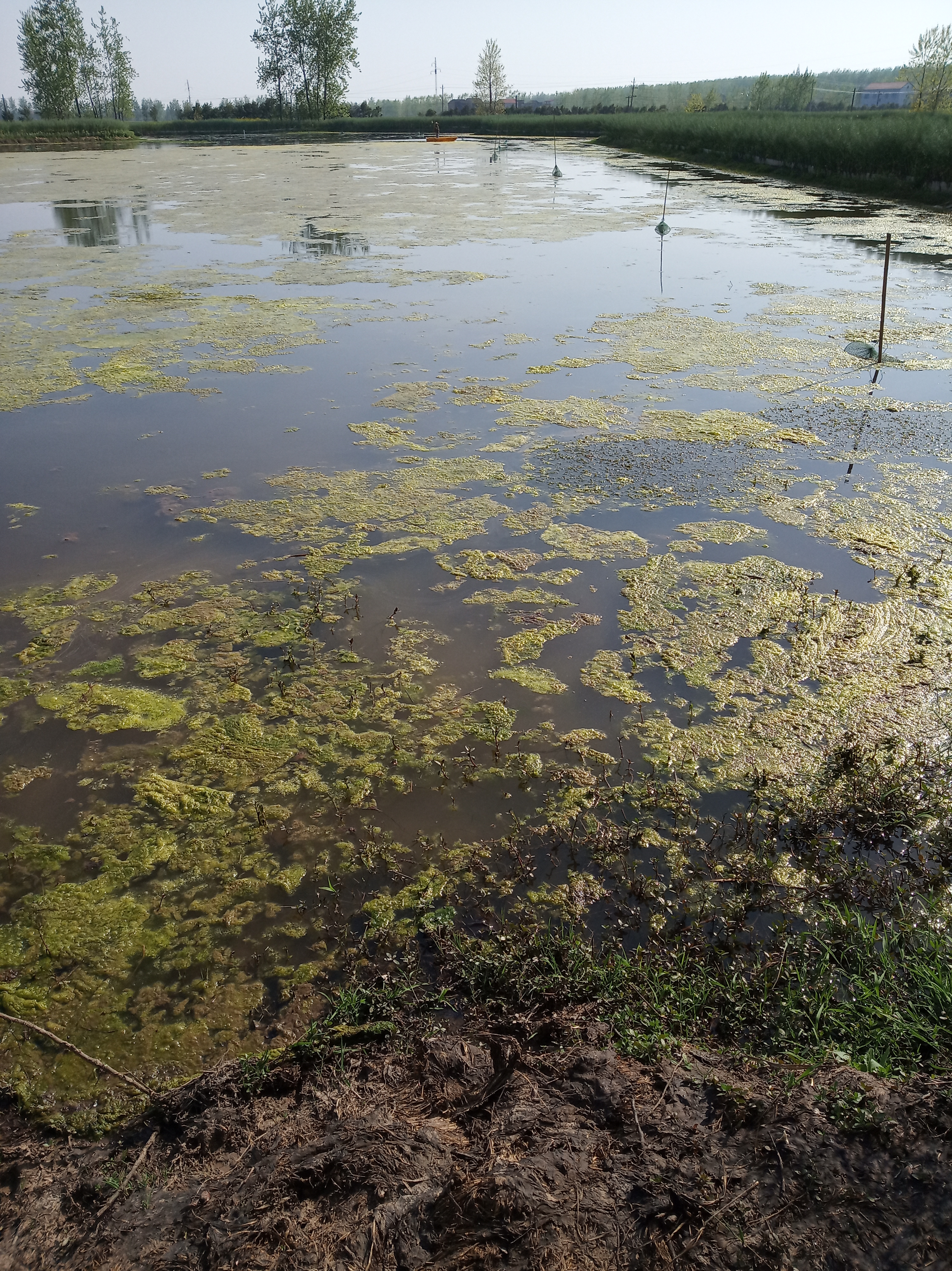 怎么消灭青苔且保障水质量,去除水中青苔的方法是什么