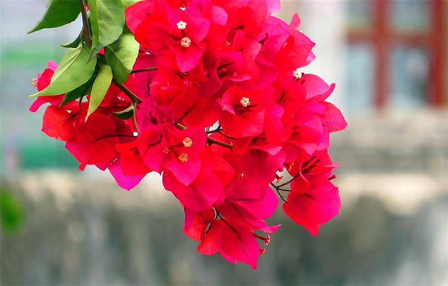 三角梅最怕冻伤冻害，做好这5件事，到了春天就爆盆