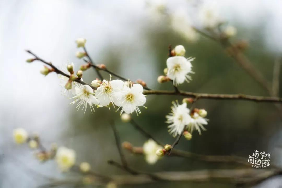 南宁5天旅游攻略最新,南宁一日游有哪些好去处