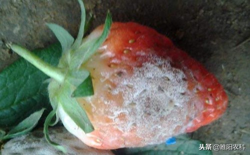 莴苣霜霉病灰霉病菌核病用什么药,灰霉病和疫病用什么药灌根