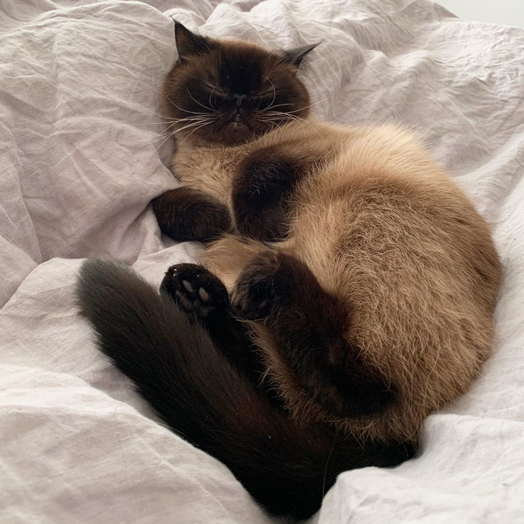 猫咪吐舌头卖萌无止境,猫咪吐舌头有多可爱