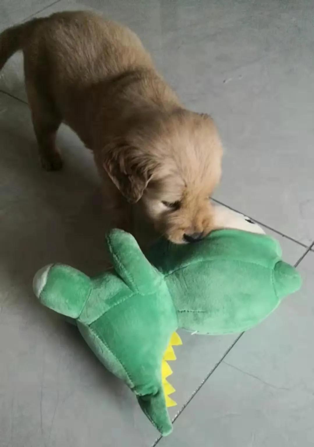 小金毛第一天进家,小金毛刚到新家浑身打颤