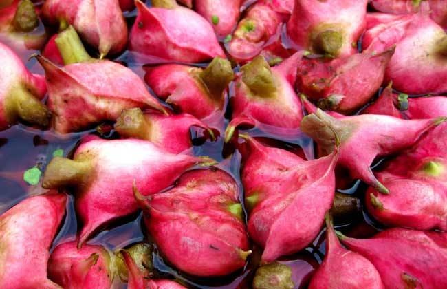 风波不信菱枝弱整首诗意思,风波不信菱枝弱全文