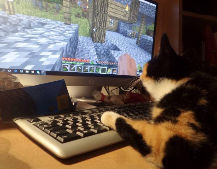 我的世界宠物养殖方法 (我的世界推荐养的宠物)