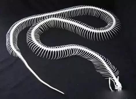 稀有老物件骨头手串,马骨头手串