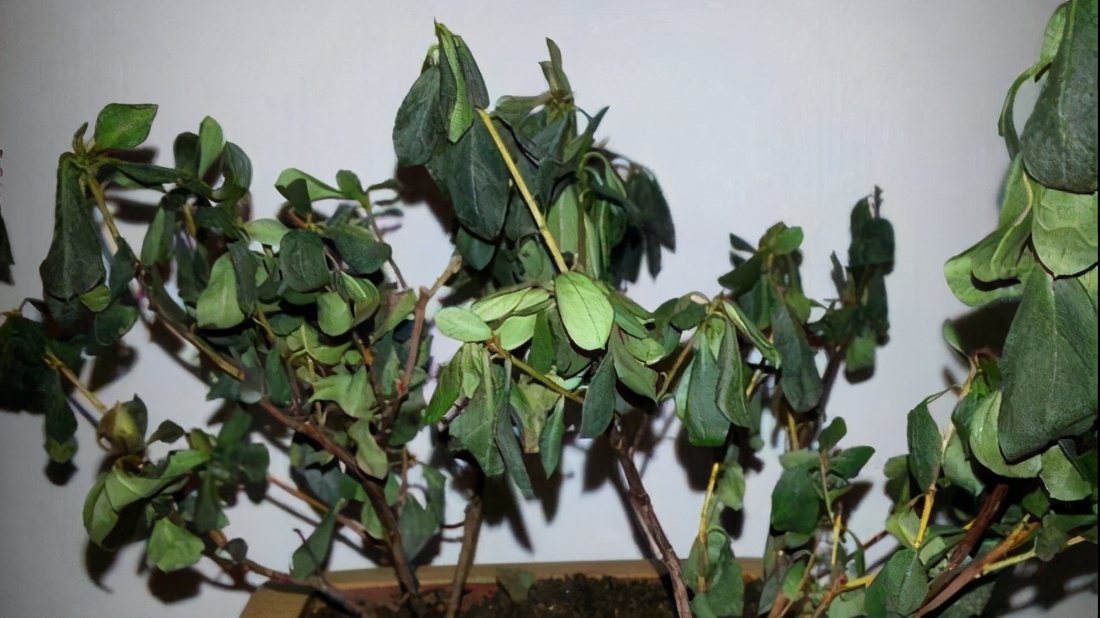 如何挽救干枯的花卉,如何拯救蔫掉的花