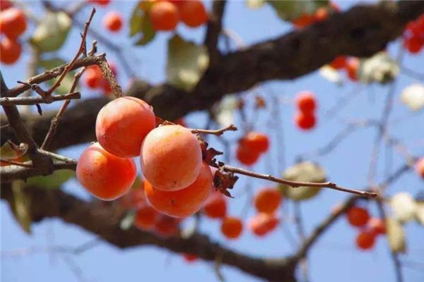 火晶柿子为什么火爆,火晶柿子假的