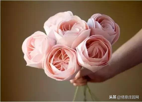 名贵植物排行榜前十名,名贵树种排名