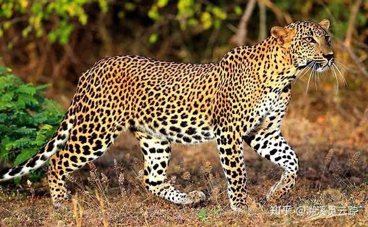 有哪些容易被认错的动物,容易被欺负的动物有哪些