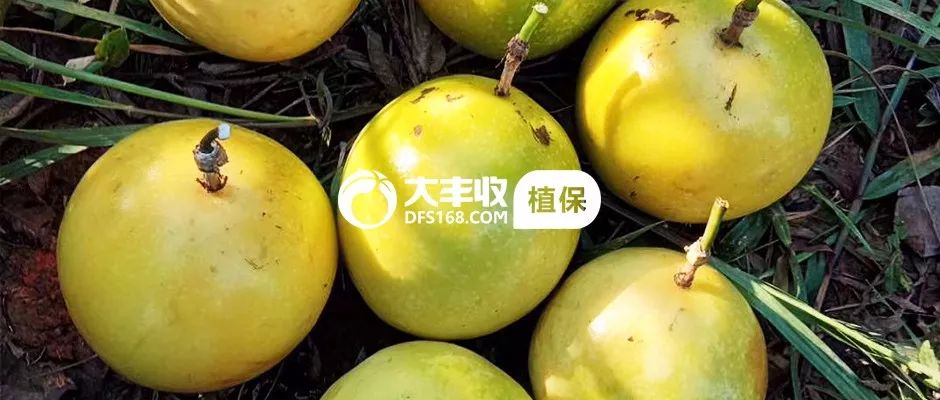 百香果的树苗是什么品种,家种百香果苗哪个品种好