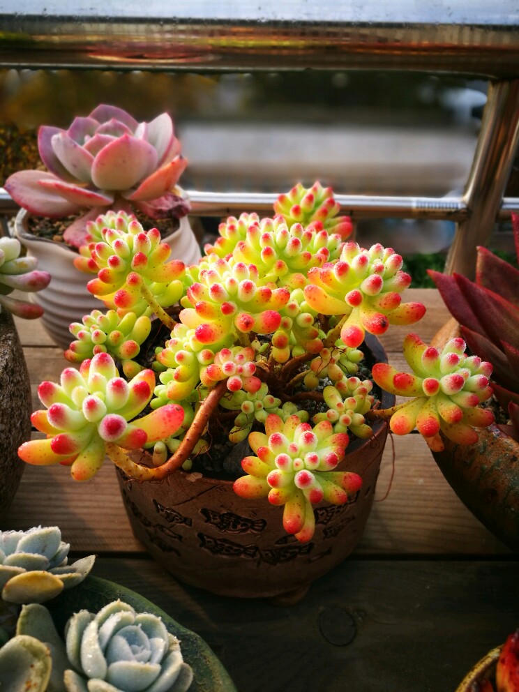 他养多肉10多年，总结出9个易出“高价老桩”的品种，适合新手