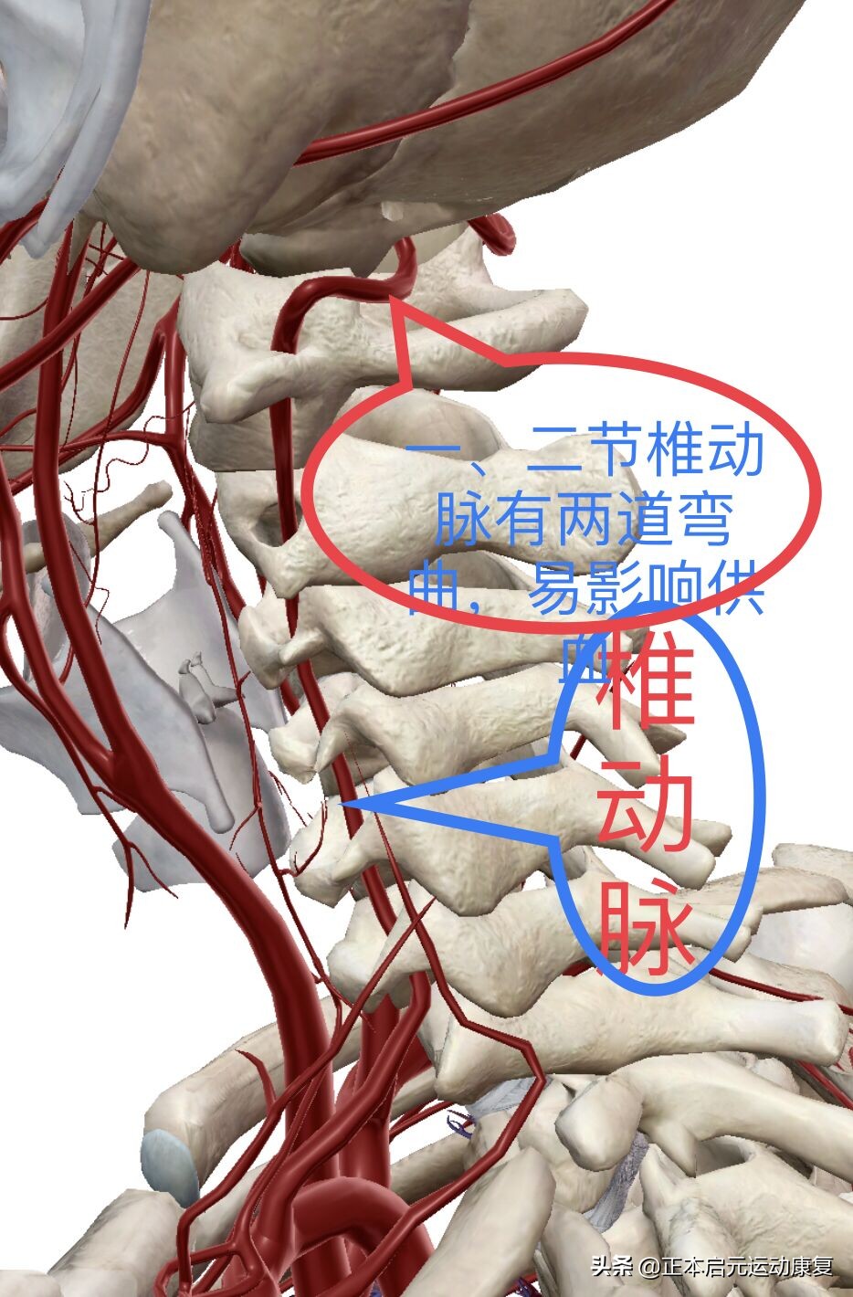 因为受风引起颈椎病眩晕喝什么药,颈椎病引起眩晕怎么办
