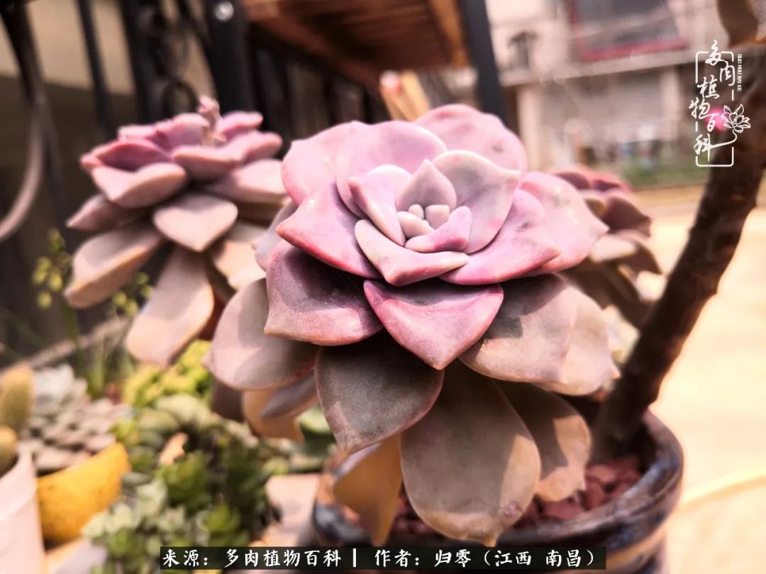 人生转个弯,在小院遇见落入凡间的多肉小精灵