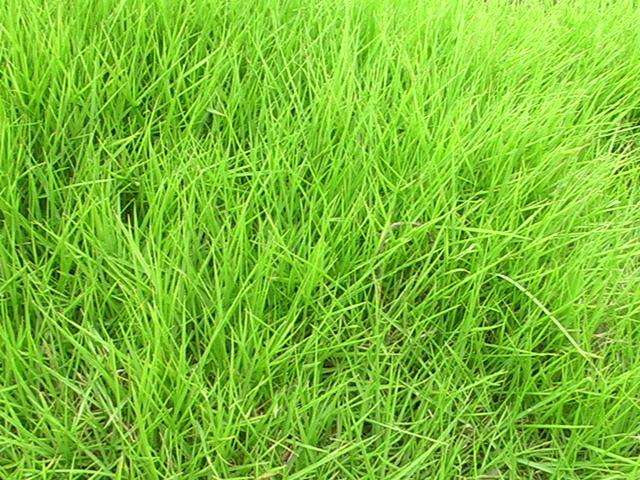 说文解字第1章,桃之夭夭有蕡其实中的蕡怎么读