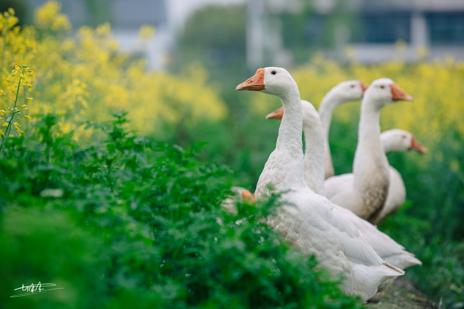 周庄古镇江南水乡美如画,周庄梦里水乡视频
