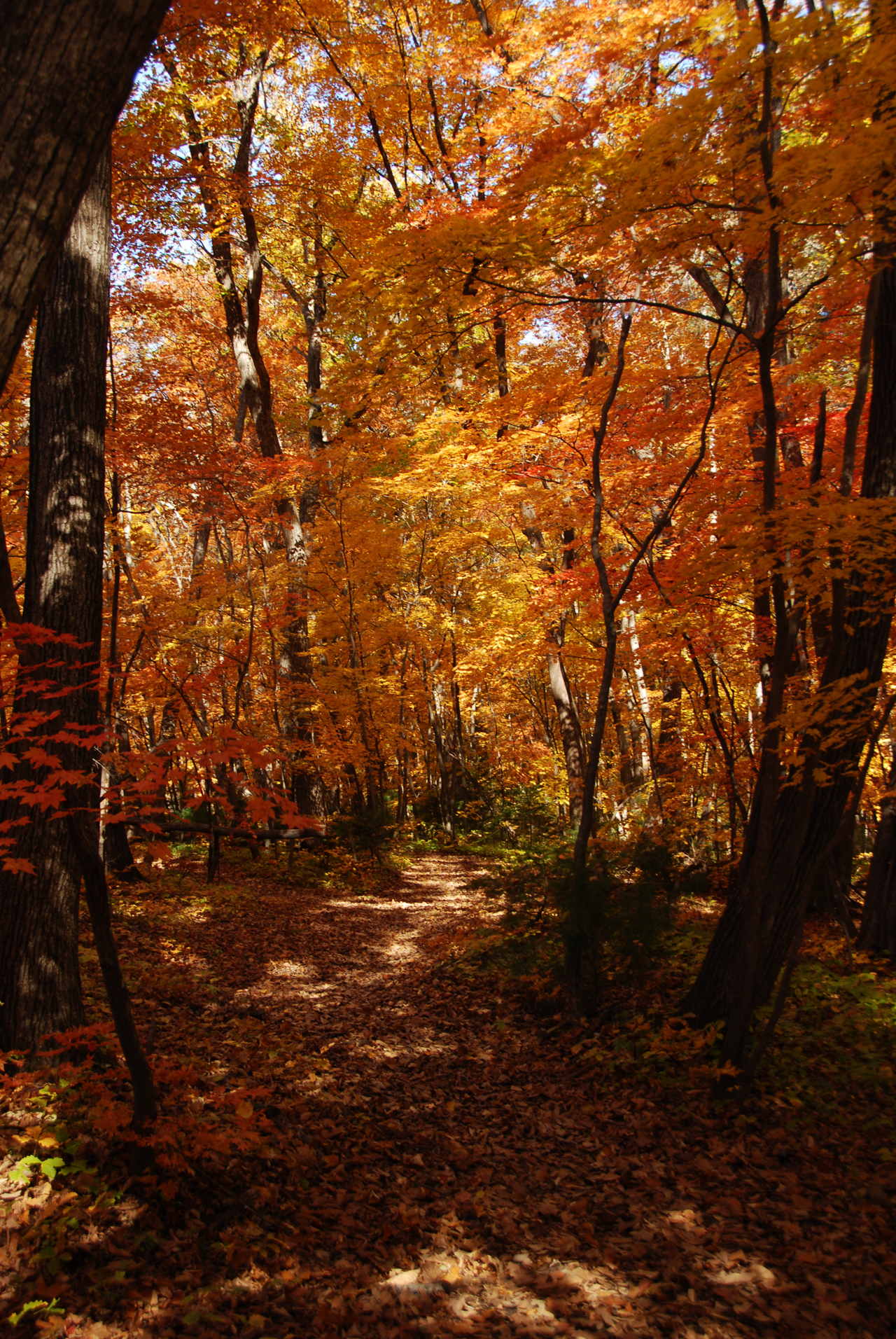这个秋季你挖到了金人吗?