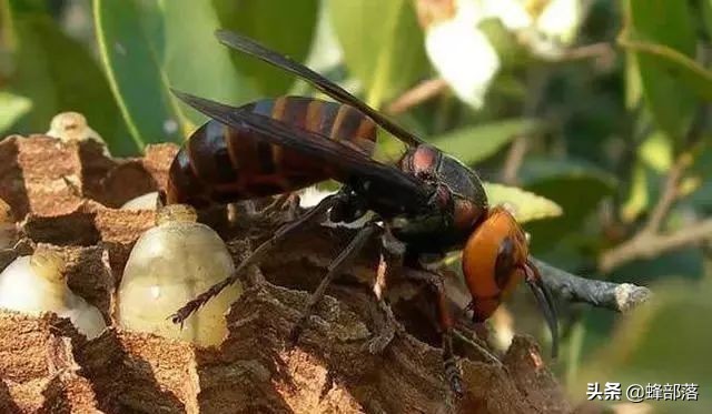 金环胡蜂和黑尾胡蜂交尾,胡蜂养殖怎么培育蜂王