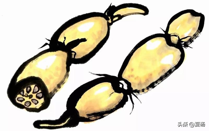 莲子埋入土里多久还可以发芽,莲子埋在泥里会发芽吗