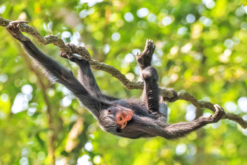 广州长隆野生动物世界的游玩攻略,广州长隆野生动物世界一日游回顾