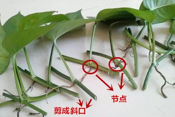 种花一年四季都能生根,冬天种花枝条多久生根