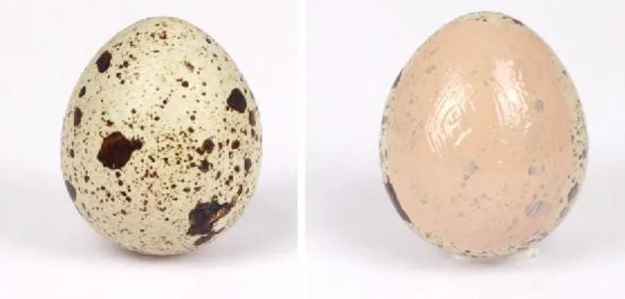 化妆品如何测试效果,化妆品怎么测评效果呢