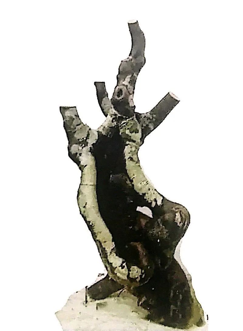 榆树盆景用的榆树是什么品种,小榆树盆景设计100种形态