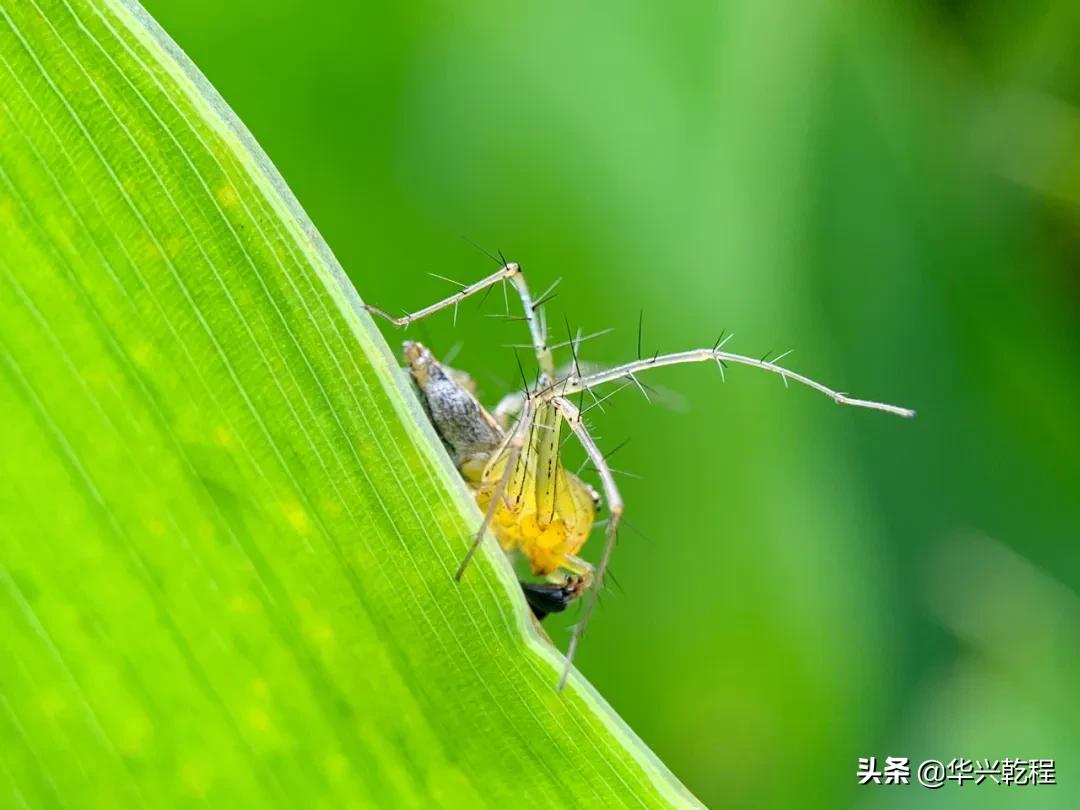 手机摄像头与相机镜头有什么区别,手机摄像头双镜头的作用