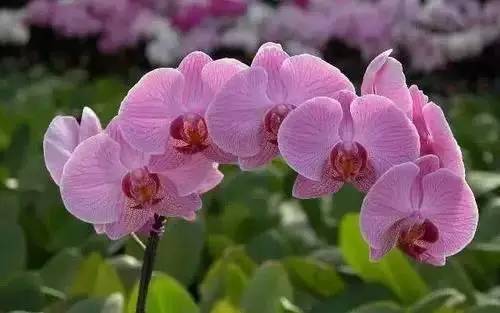 全国56个城市市花一览,56个市的市花