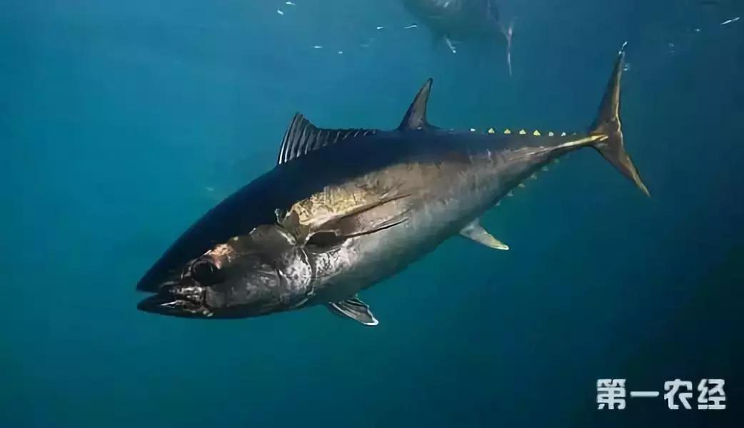 中国最美丽海岸线——广东省最美丽的岛屿：南澳