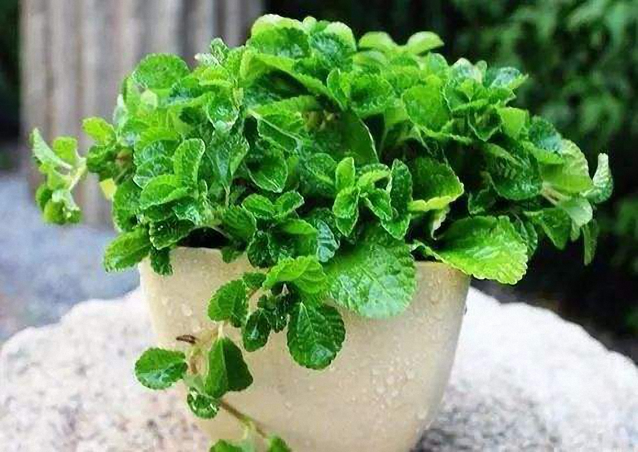 室内最理想绿植“吸毒草”的养殖方法以及注意事项