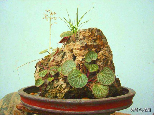 适合种在上水石上的绿植,上水石适合栽种什么绿植啊