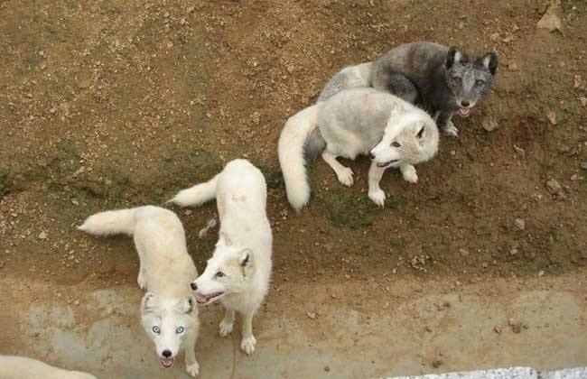 狐狸养殖幼崽出生应注意什么问题,狐狸繁殖方法视频