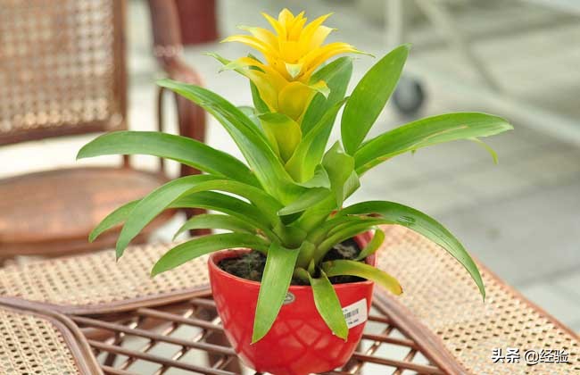 凤梨花叶子发黄怎么办,凤梨花叶子发黄枯萎怎么办