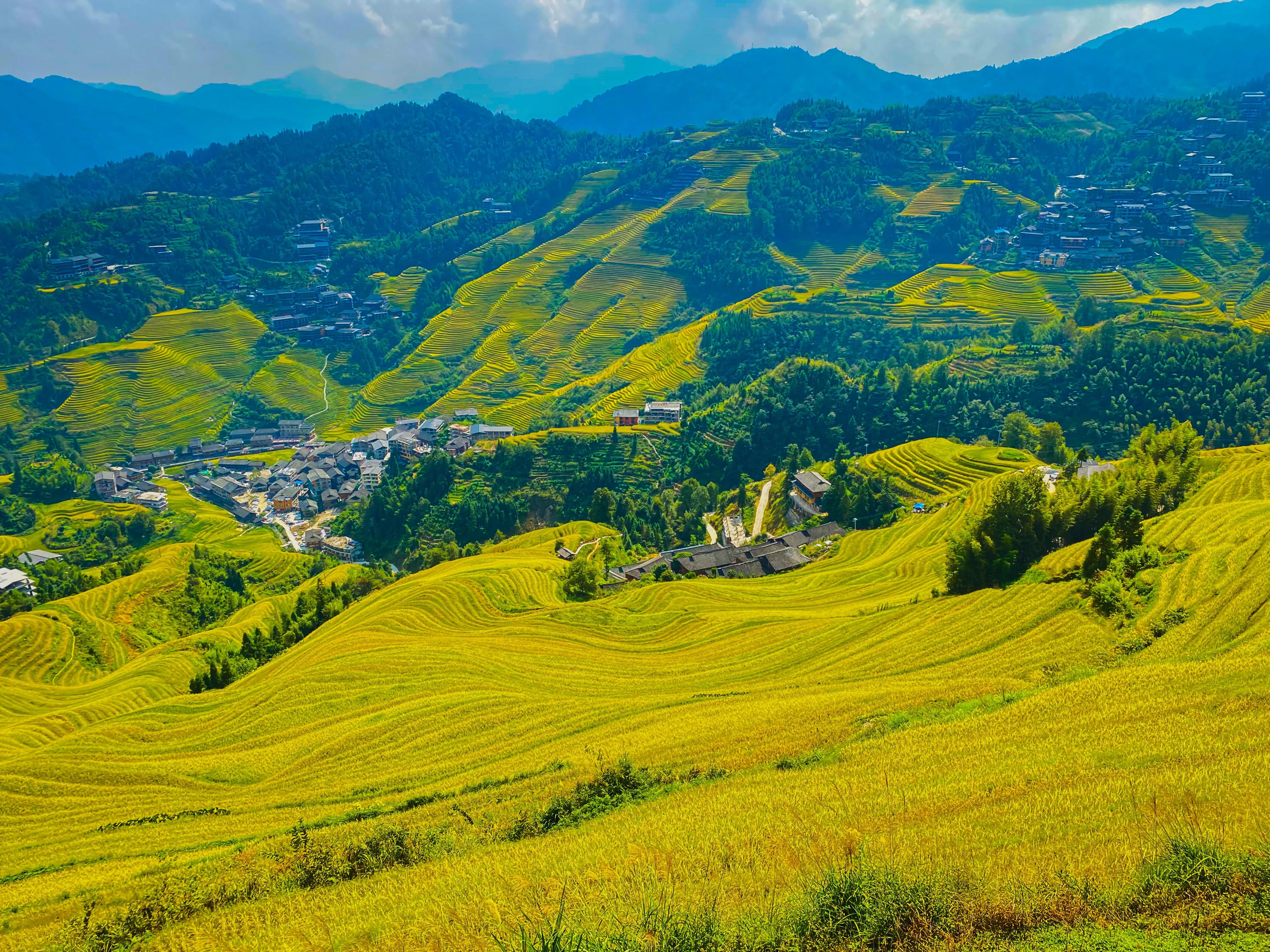 龙胜龙脊梯田香米,龙胜龙脊梯田分红