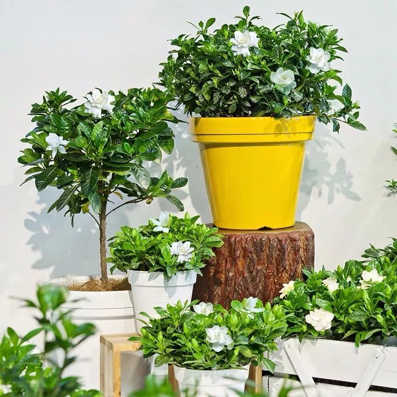 这六种花寓意吉祥好养易活,公认最吉利的4种花