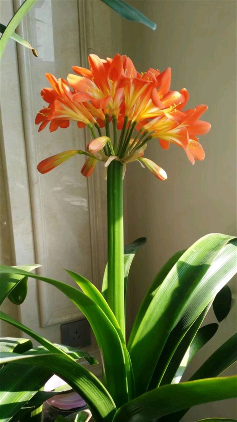 养花也要一种好心态才能养好花,人养花花养人6种花越养越健康