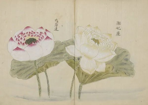 繁华过后一盏清茗也能品出百味,繁华之后静立于世