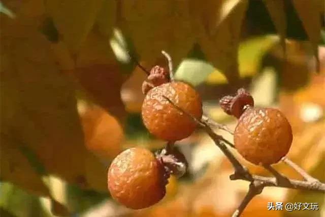 受欢迎的10大文玩手串,十大最顶级的文玩手串图片