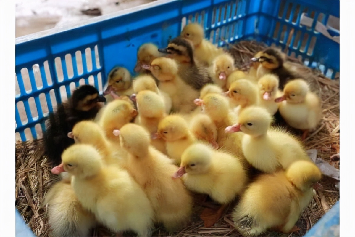 白鹅拉稀吃什么药,养的小鹅突然不吃食了该怎么办