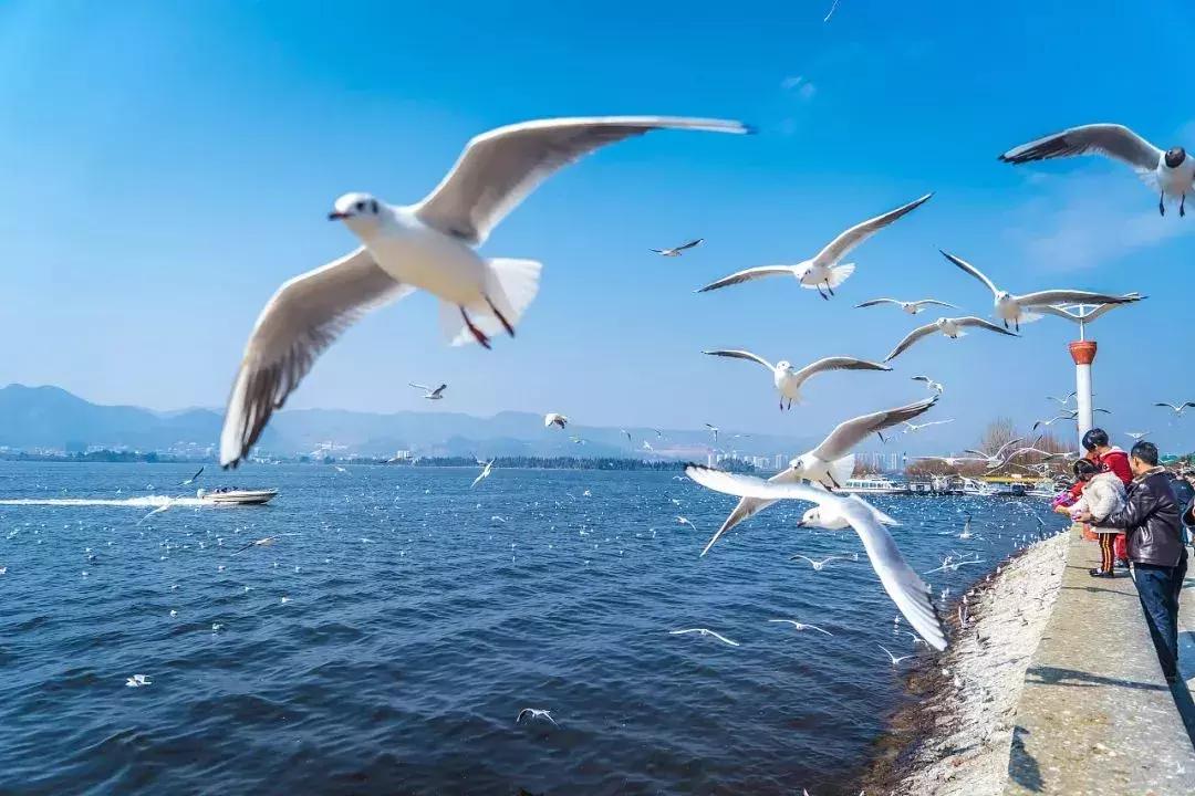 好消息昆明高新区,好消息昆明7个公园免费开放